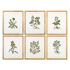 Botanical 66