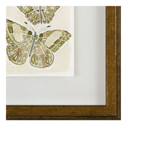 Butterflies 011