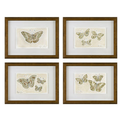 Butterflies 05