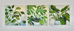 Monstera