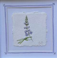 Alpine Lupine