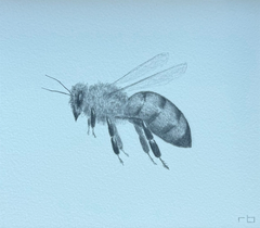 Little Bee 1