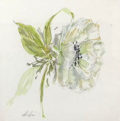 Anemone