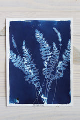 Fernleaf Yarrow