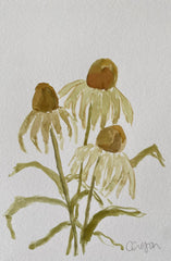 Coneflower