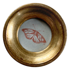 Conté Buttefly