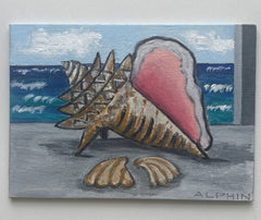 Shells on the Shelf