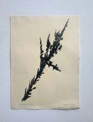 Goldenrod Shadow
