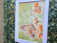 Butterflies 034