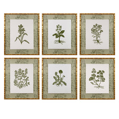 Botanical 53
