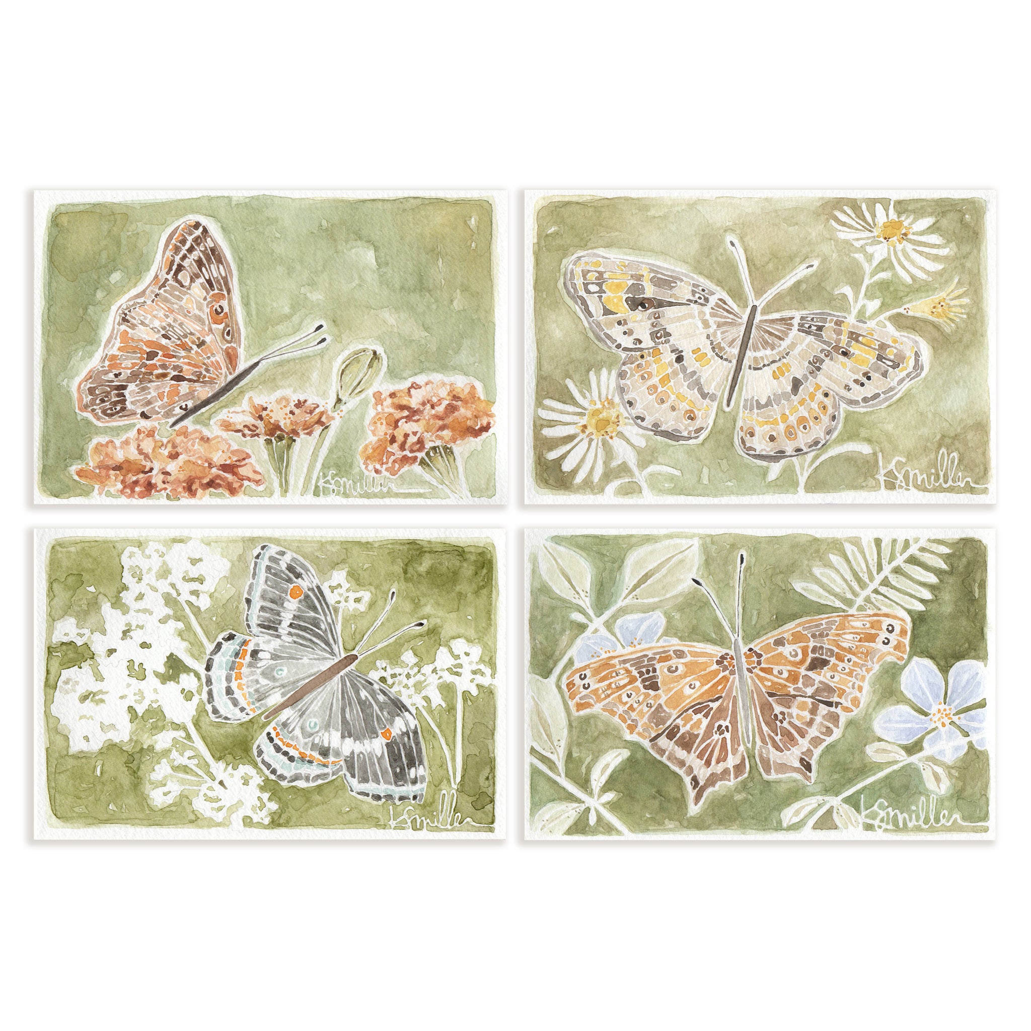 Butterflies 035