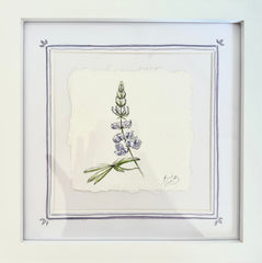 Alpine Lupine