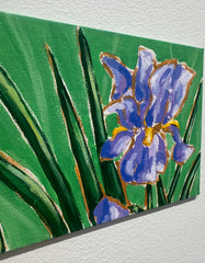 Bearded Iris in Bloom