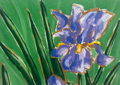 Bearded Iris in Bloom