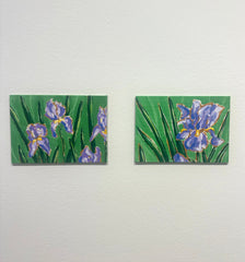 Bearded Iris in Bloom
