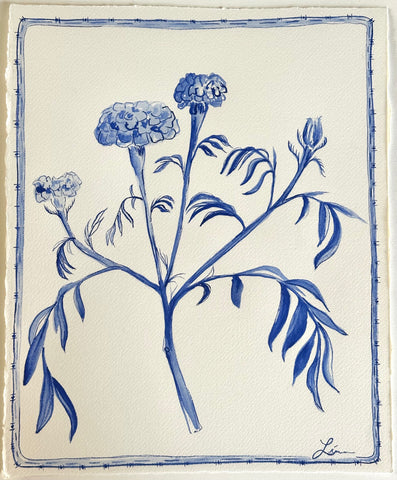 Blue Marigold