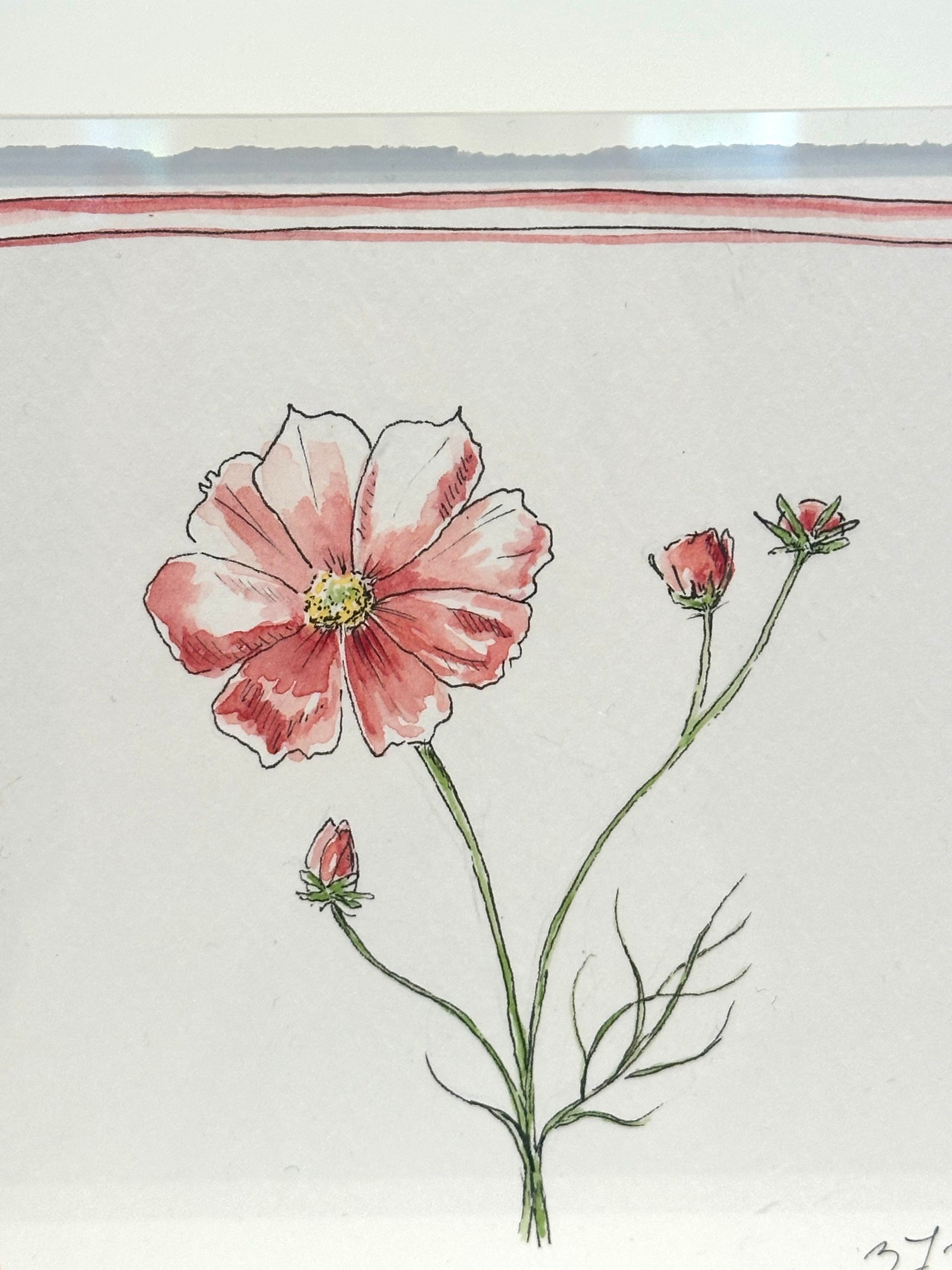 Cosmos