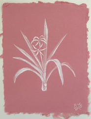 Crinum Lily
