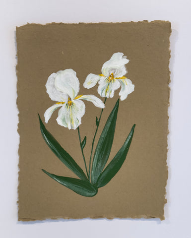 Douglas Iris