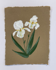 Douglas Iris