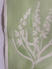 Gladiolus