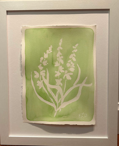 Gladiolus