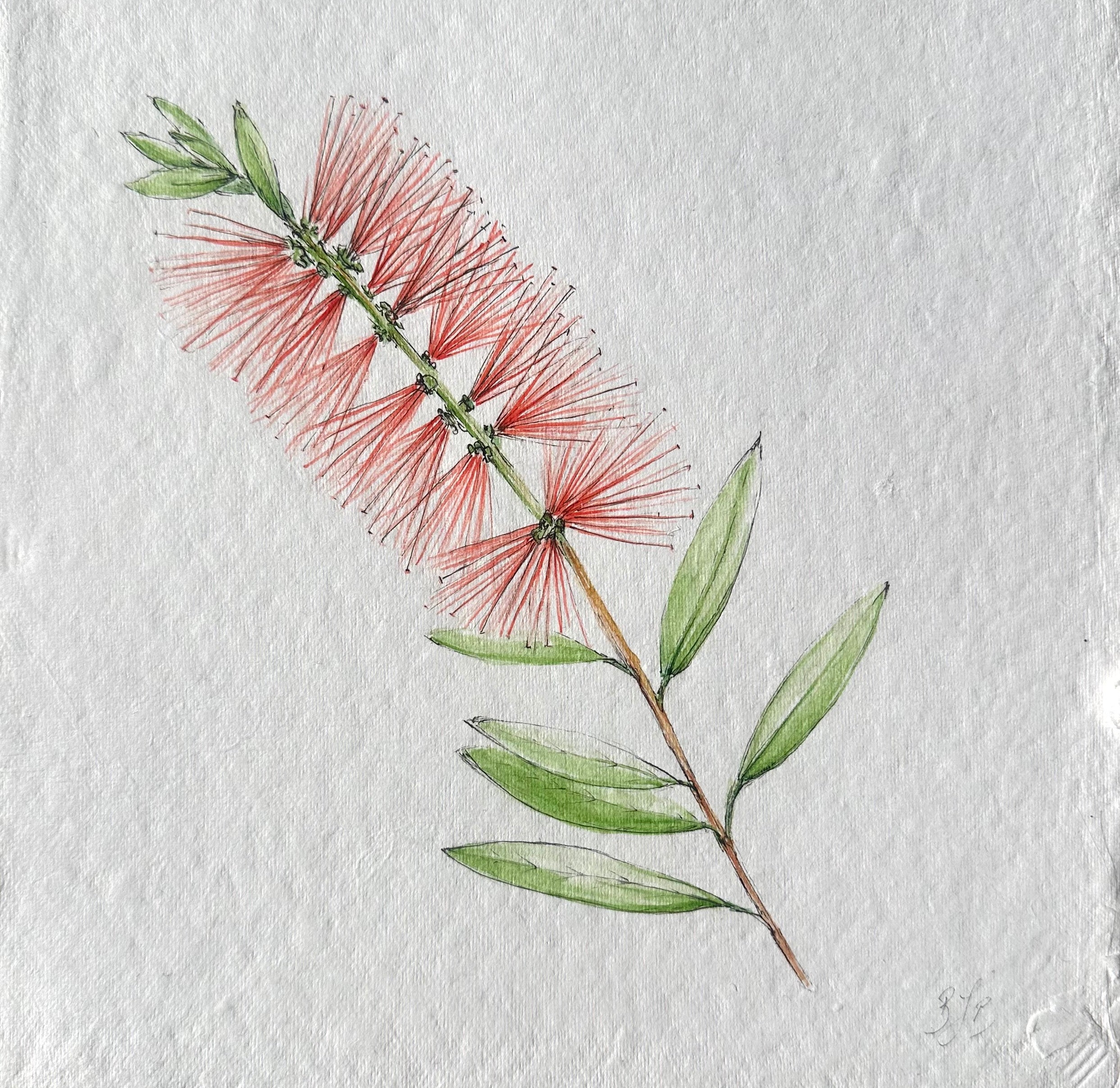 Melaleuca Citrina