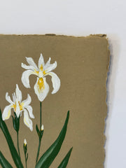 White Bearded Iris