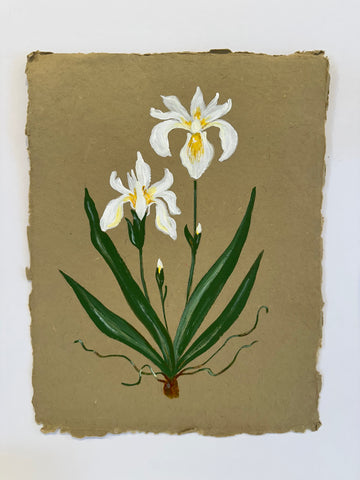 White Bearded Iris