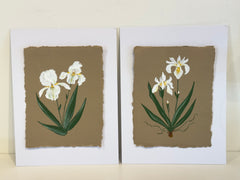 Douglas Iris
