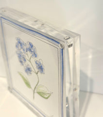 Hydrangea