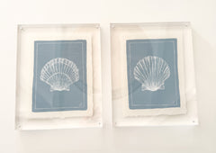 Petite Shell on Dust Blue No. 3