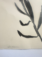 Sedum Shadow