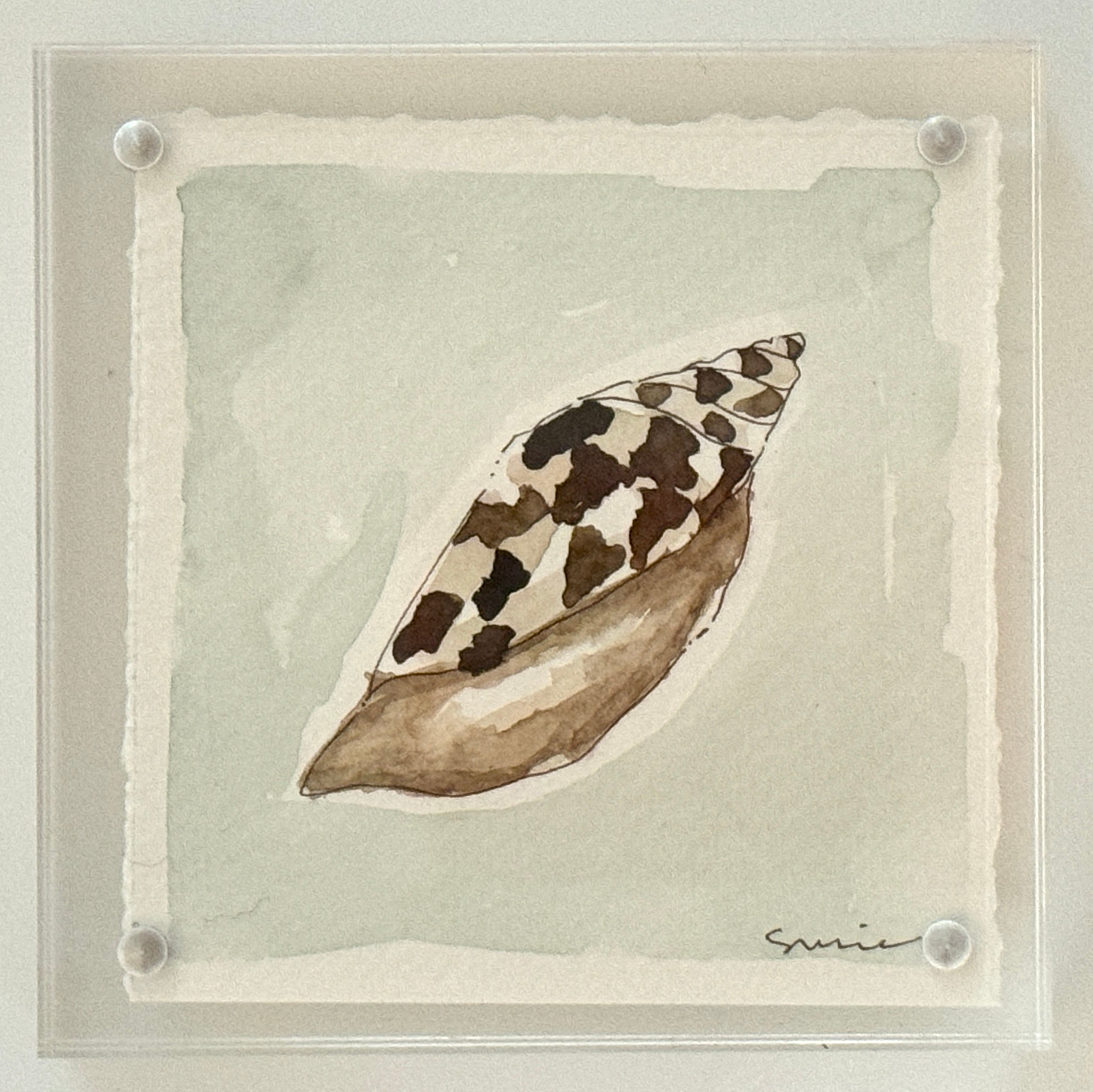 Original Susie Shell No. 18
