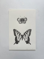 Western Pygmy Blue & Tiger Swallowtail Butterfly