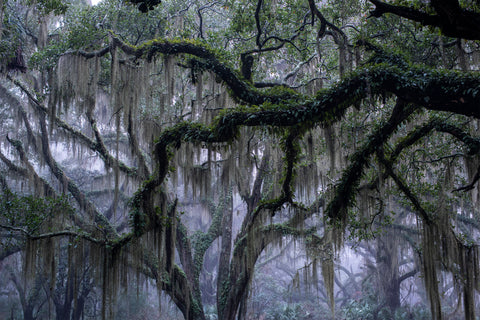 Live Oak, Spring Island '74991'