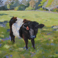 Belted Galloway Calf