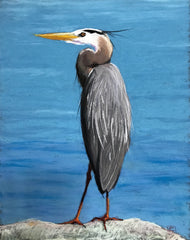 Blue Heron