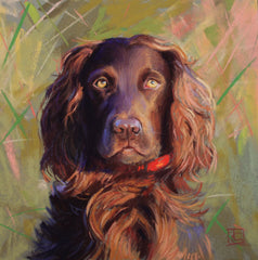 Boykin Spaniel