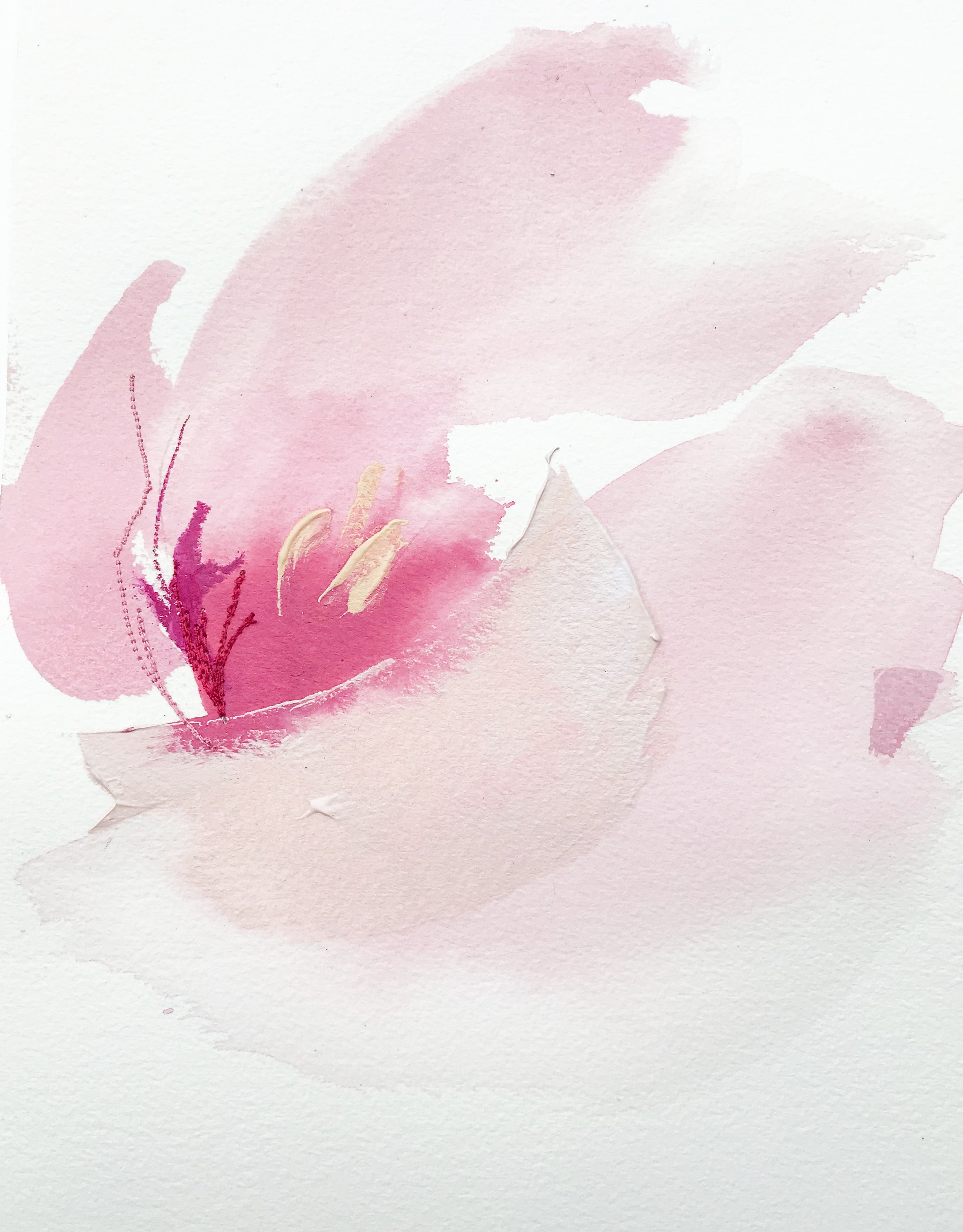 French Tulip 2