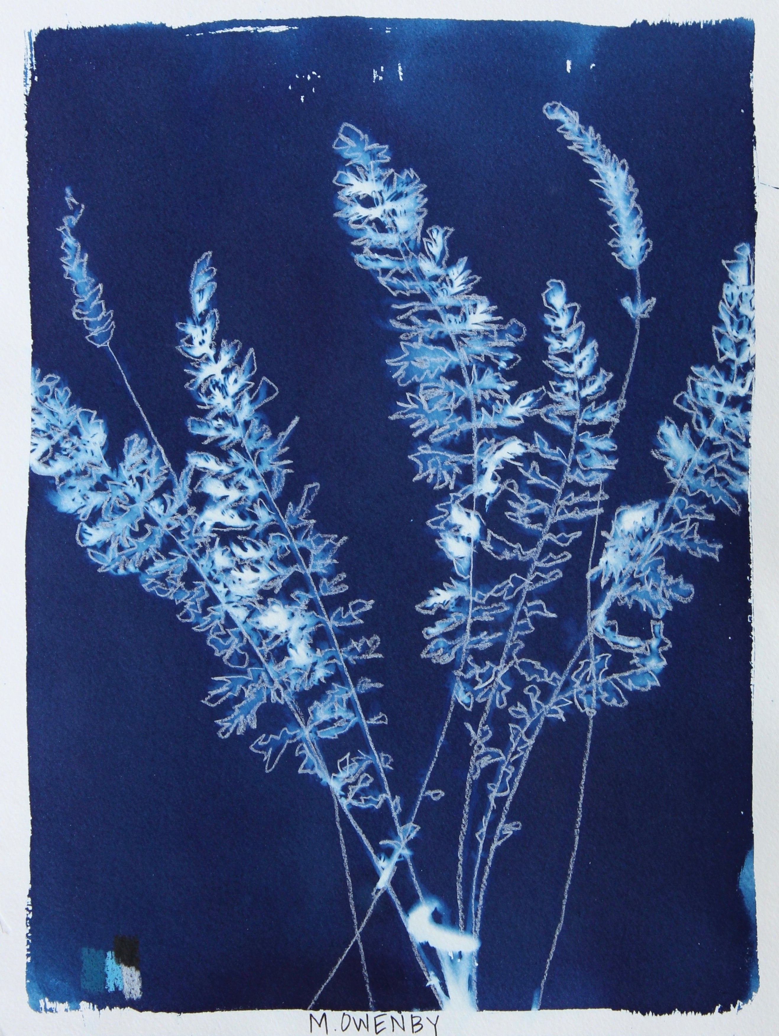 Fernleaf Yarrow