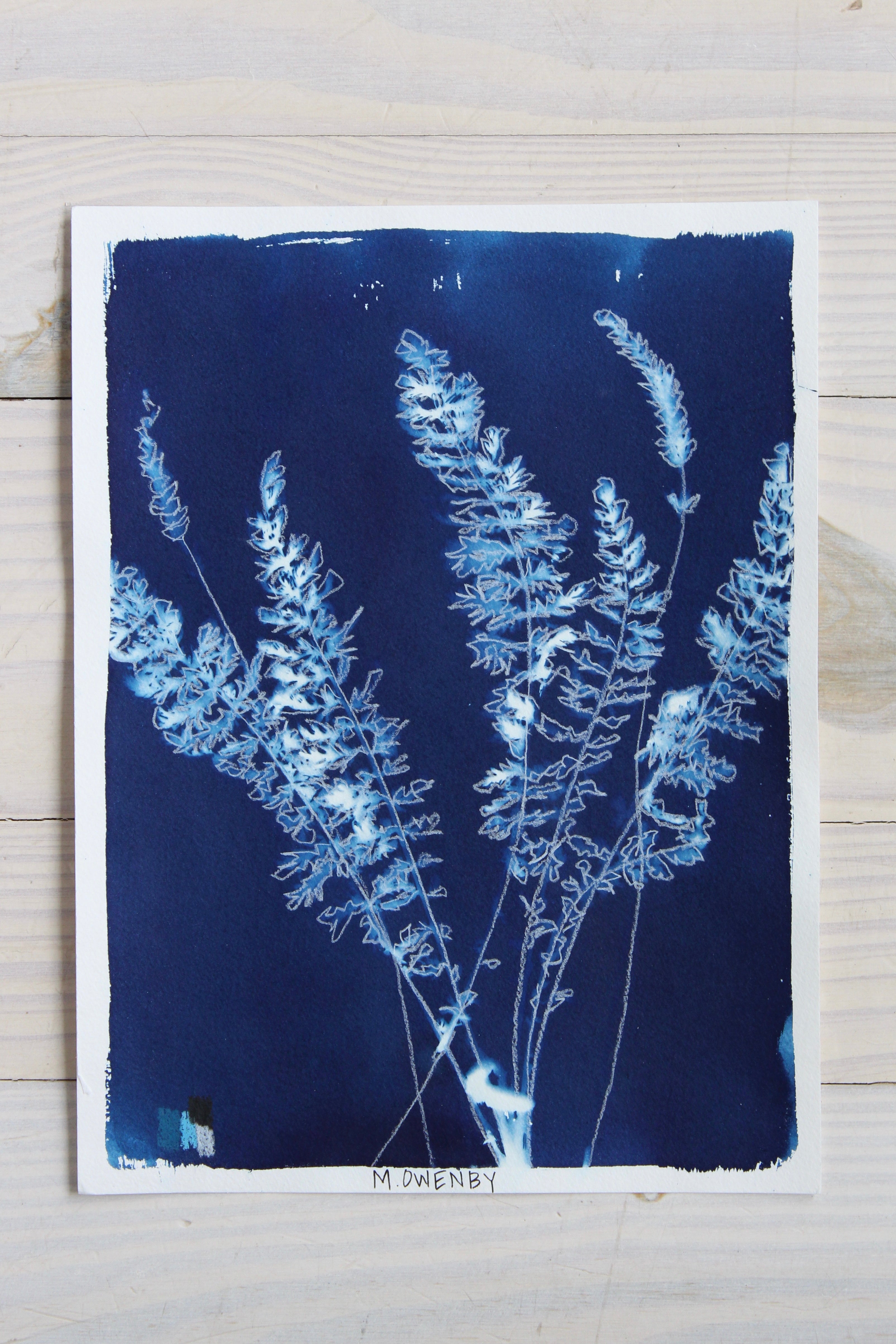 Fernleaf Yarrow