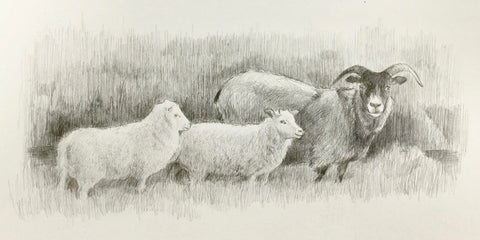 Icelandic Sheep