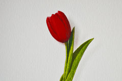 Red Tulip 1