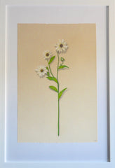 Wildflower