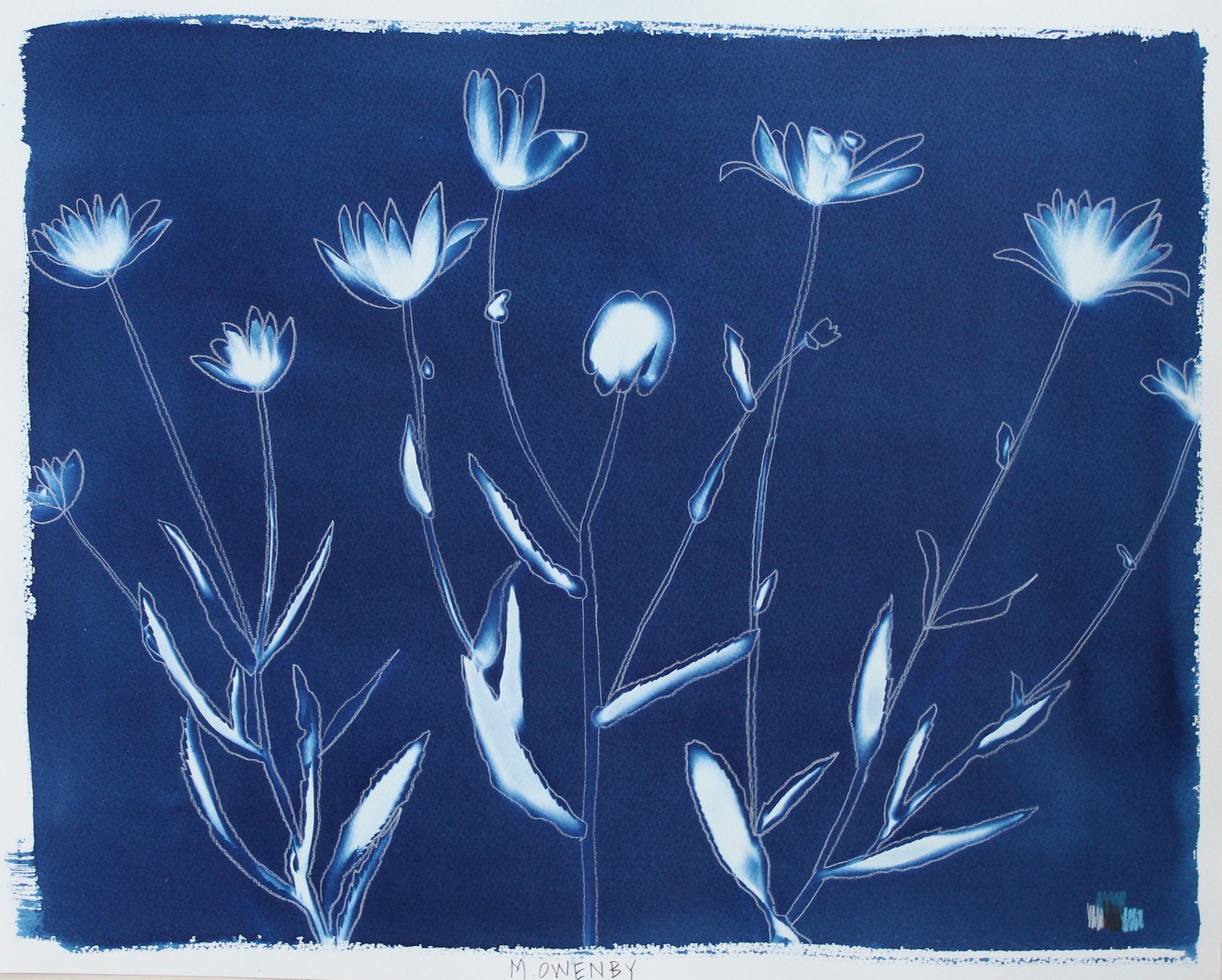 Shasta Daisies