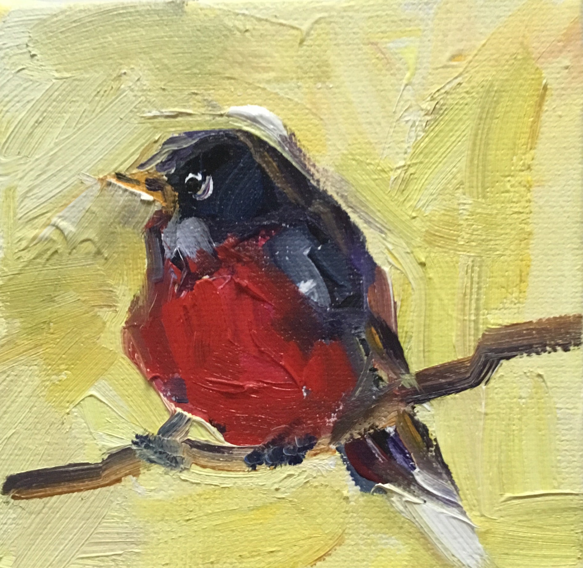 American Robin