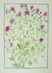 Spotted Knapweed